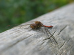 28160 Red Dragonfly on tree Common Darter (Sympetrum striolatum).jpg